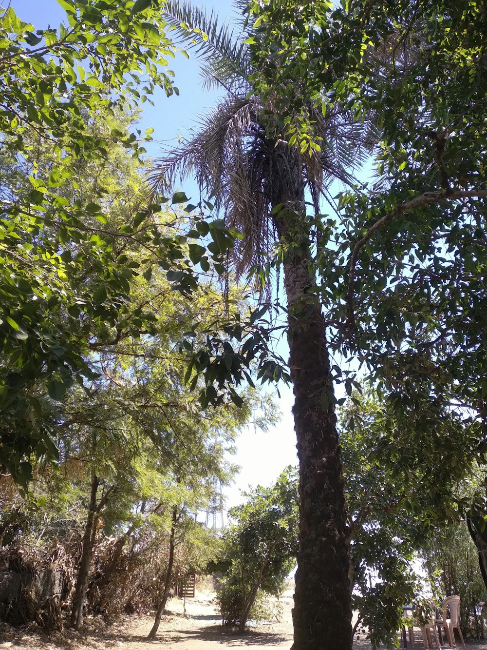 a palm tree in the middle of a park