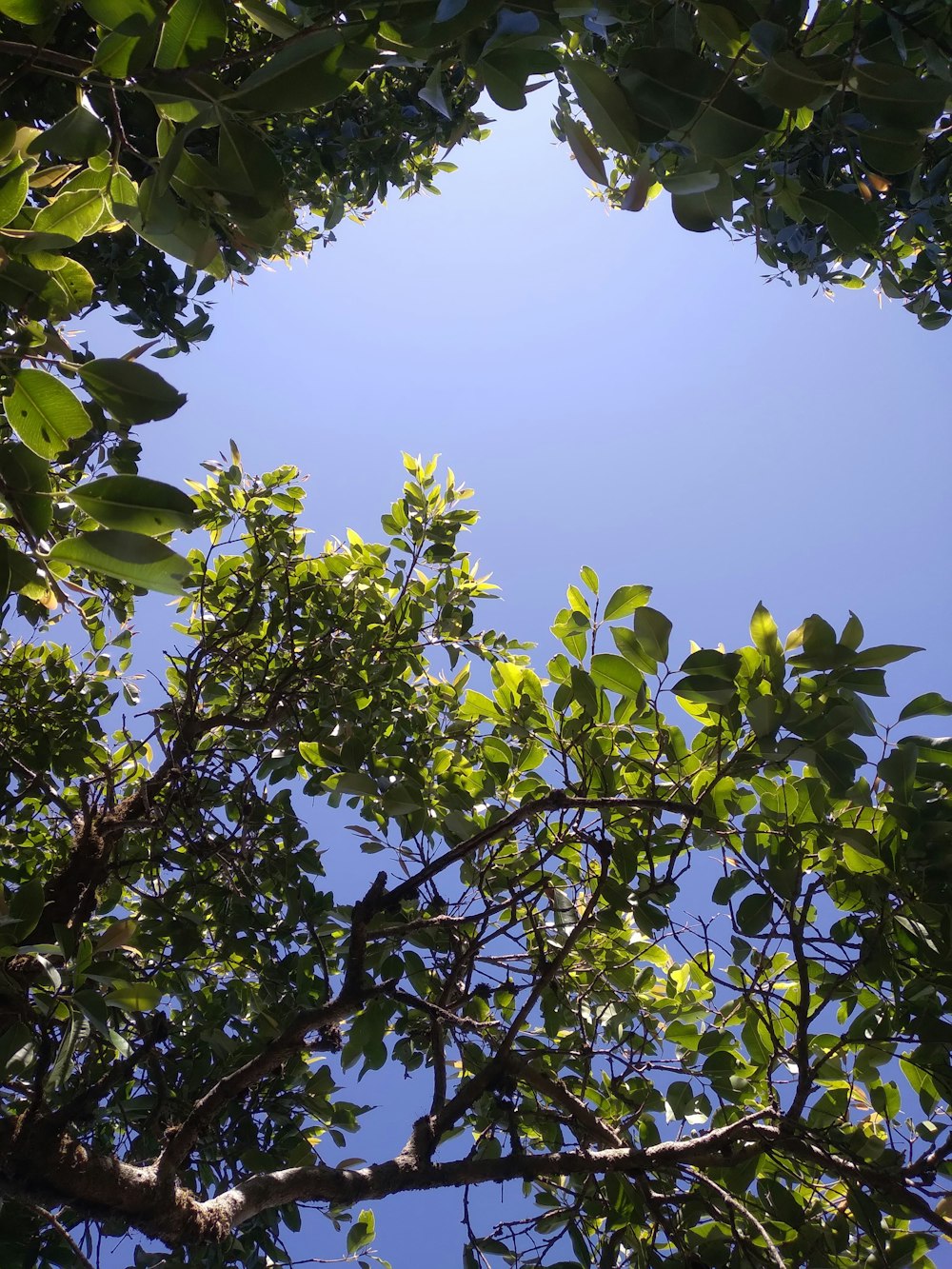 a view of the sky through the leaves of a tree