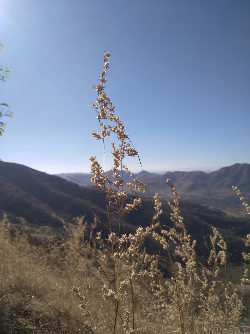 a view of a mountain range with a plant in the foreground