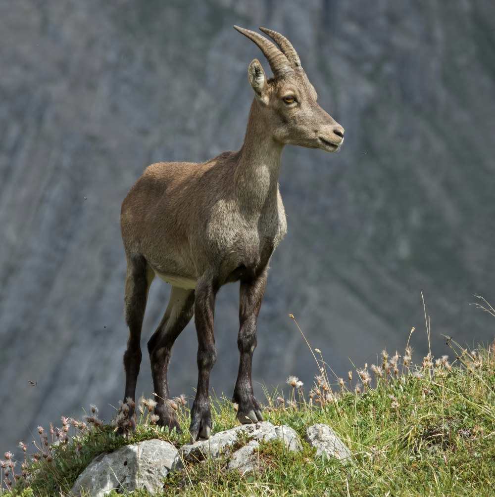 una cabra parada en la cima de una ladera cubierta de hierba