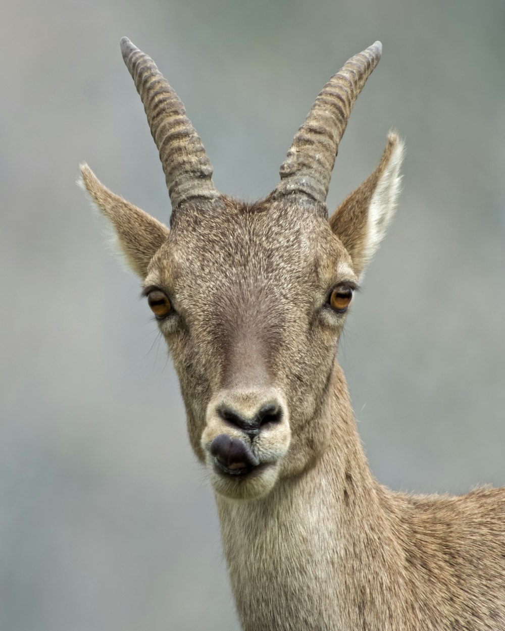 a close up of a goat with very long horns