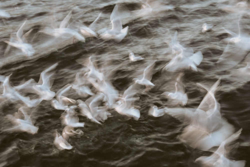 a flock of birds flying over a body of water