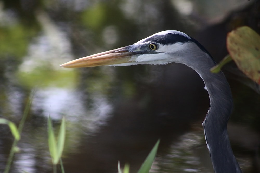 a close up of a bird near a body of water