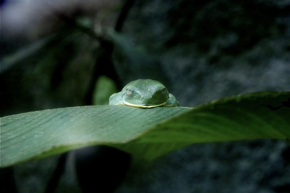 나뭇잎 위에 앉아있는 녹색 개구리