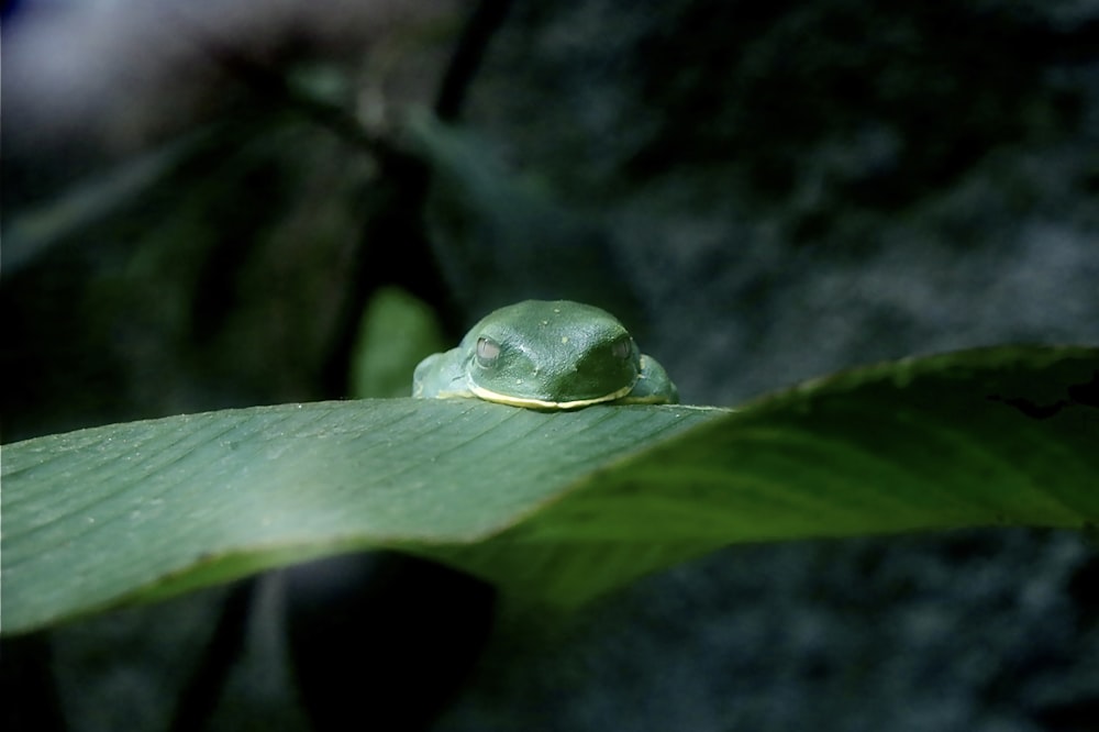 a green frog sitting on top of a leaf