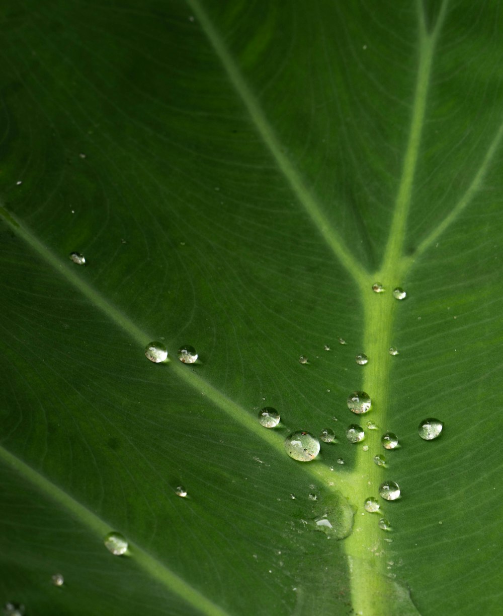 a green leaf with drops of water on it