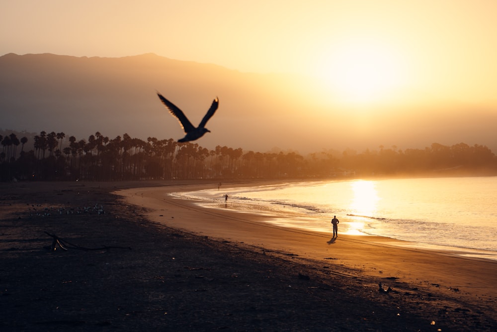 a bird flying over a beach next to the ocean