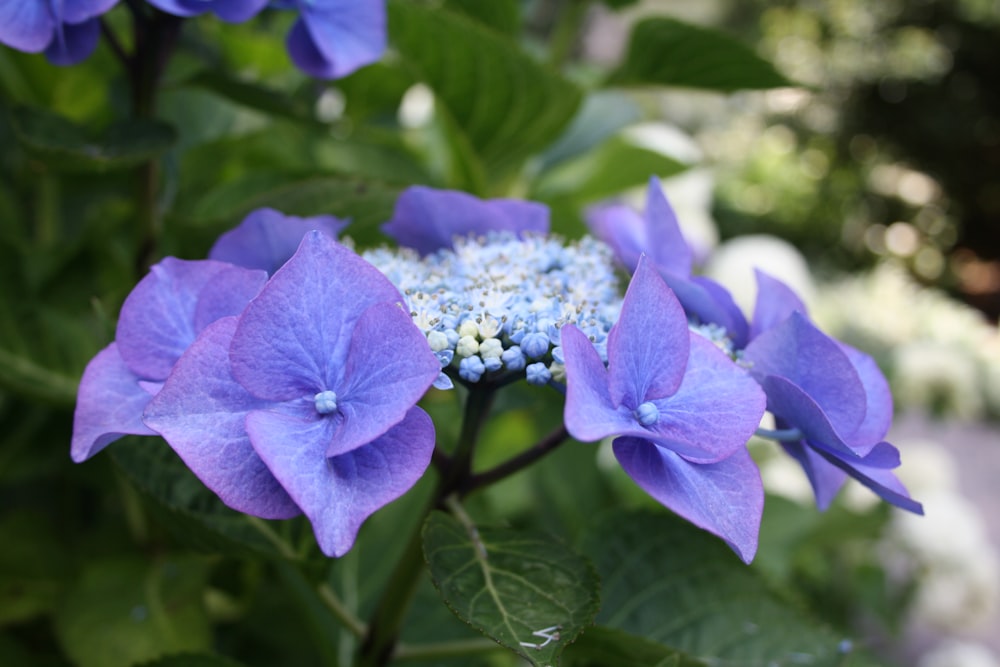 a close up of a blue flower with green leaves