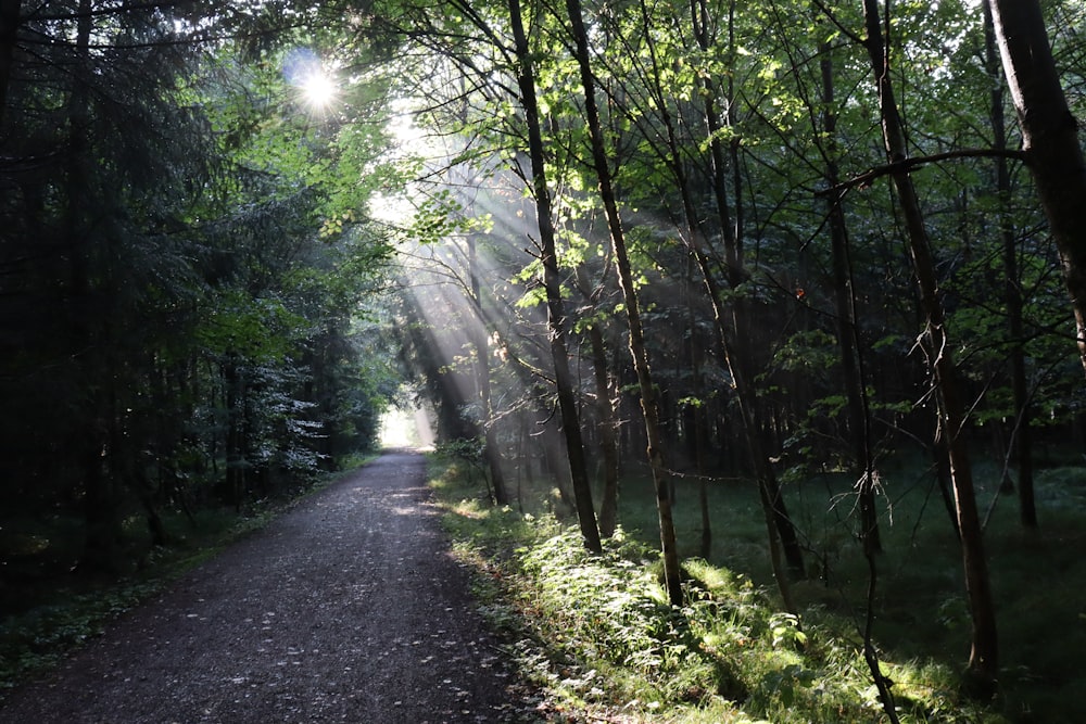 a dirt road in the middle of a forest