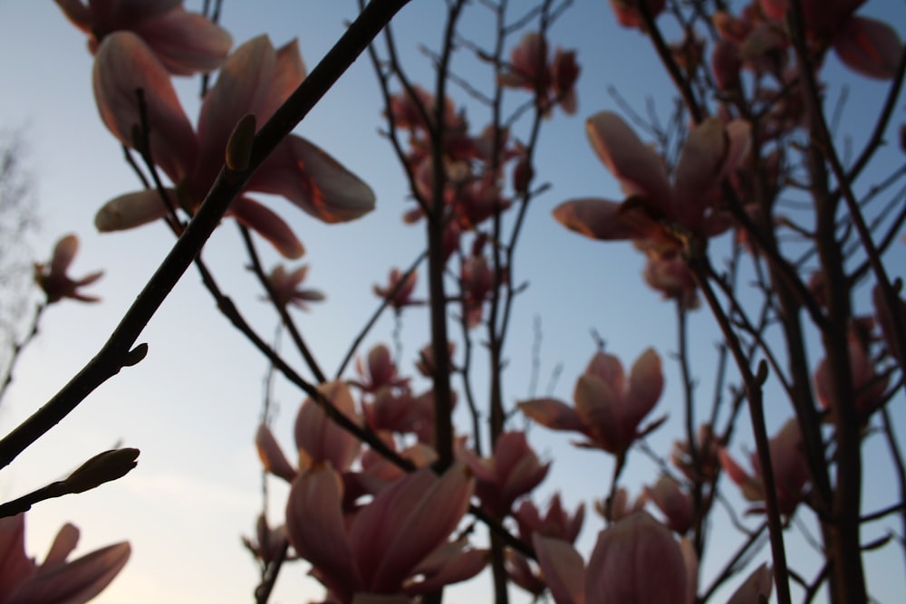 a bunch of flowers that are on a tree