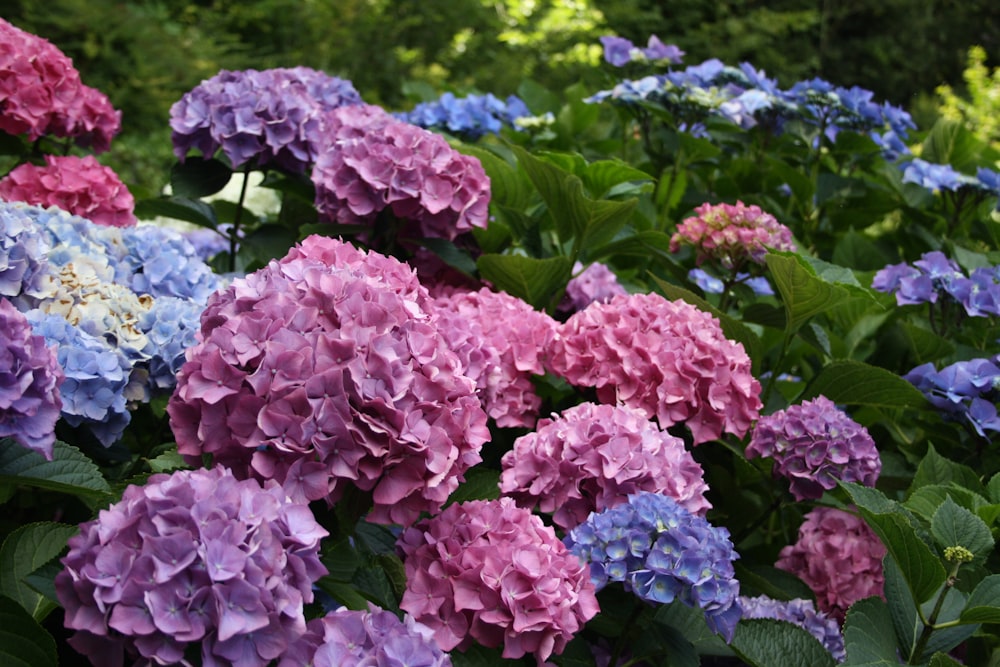 Un jardín lleno de muchas flores moradas y azules