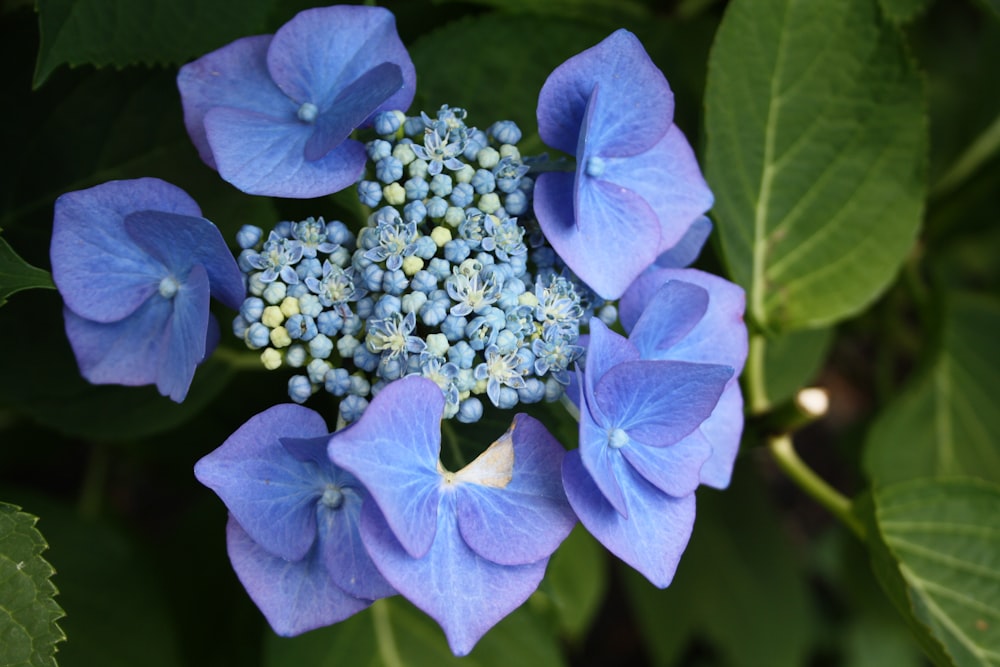 a close up of a blue flower with green leaves