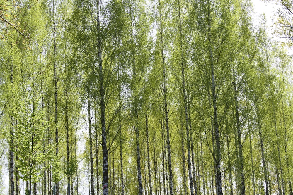 a group of trees that are standing in the grass