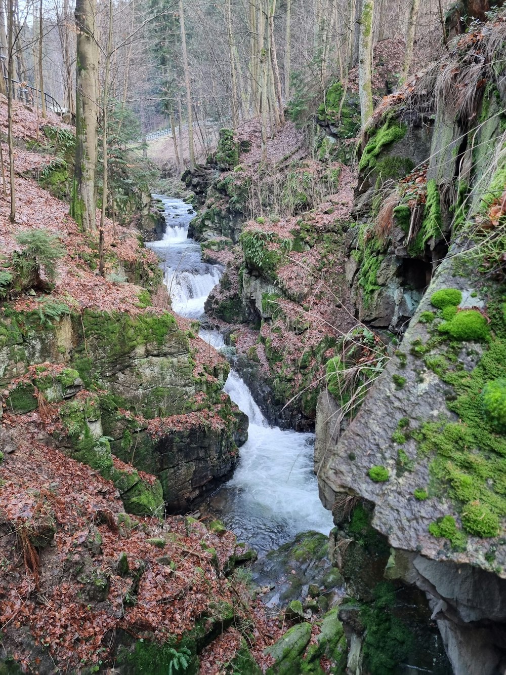 a stream running through a lush green forest