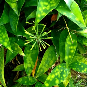 Близък план на храст с болни, изсъхнали листа в България, показващ повреди от вредители и оглед.