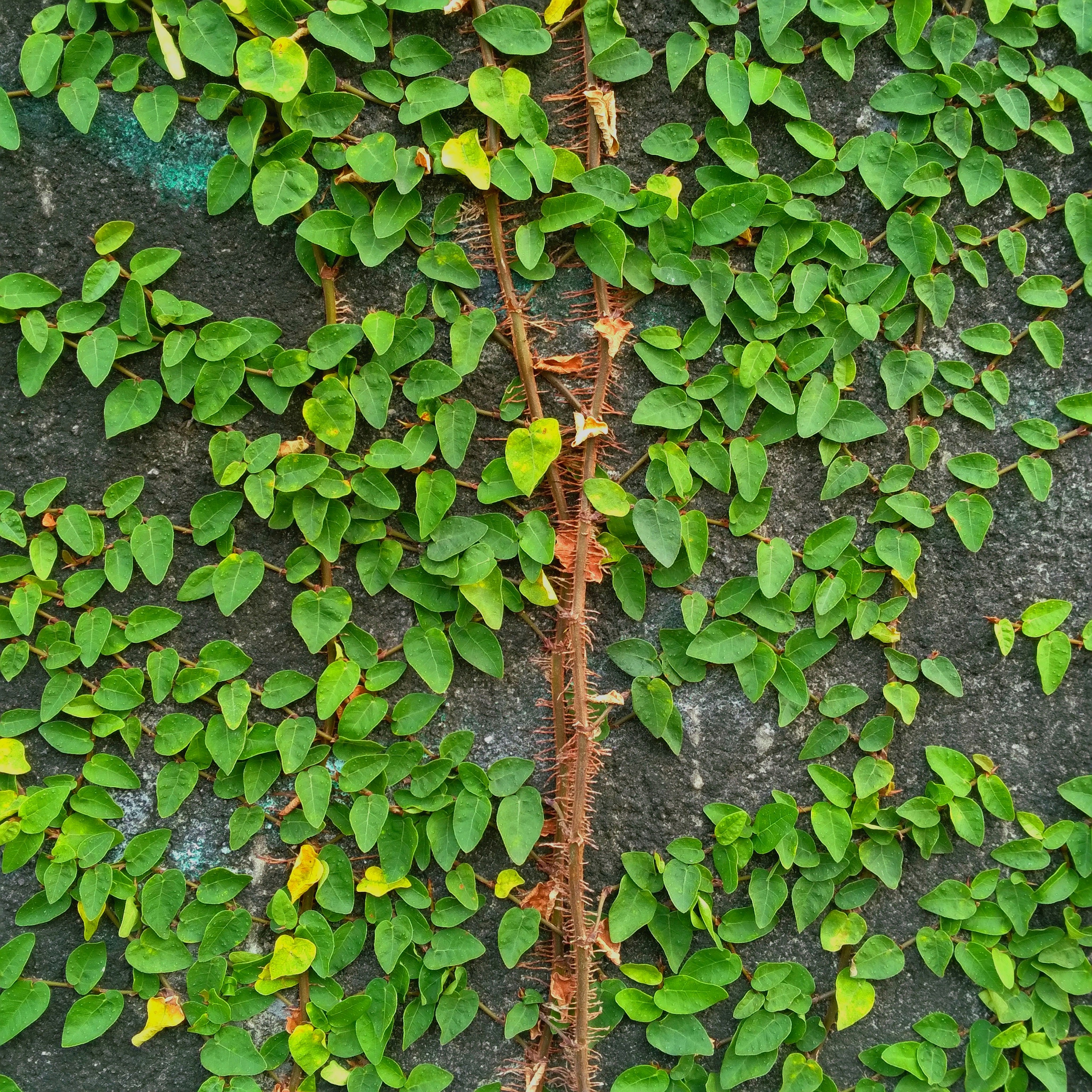 Photo by papiliomater