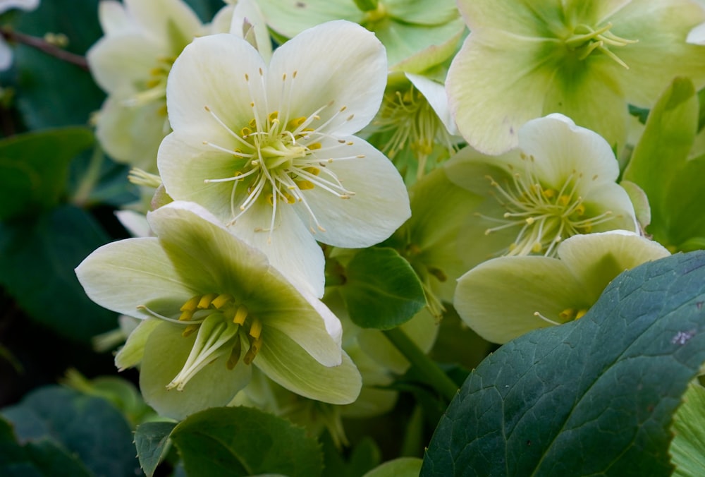 a group of white flowers with green leaves