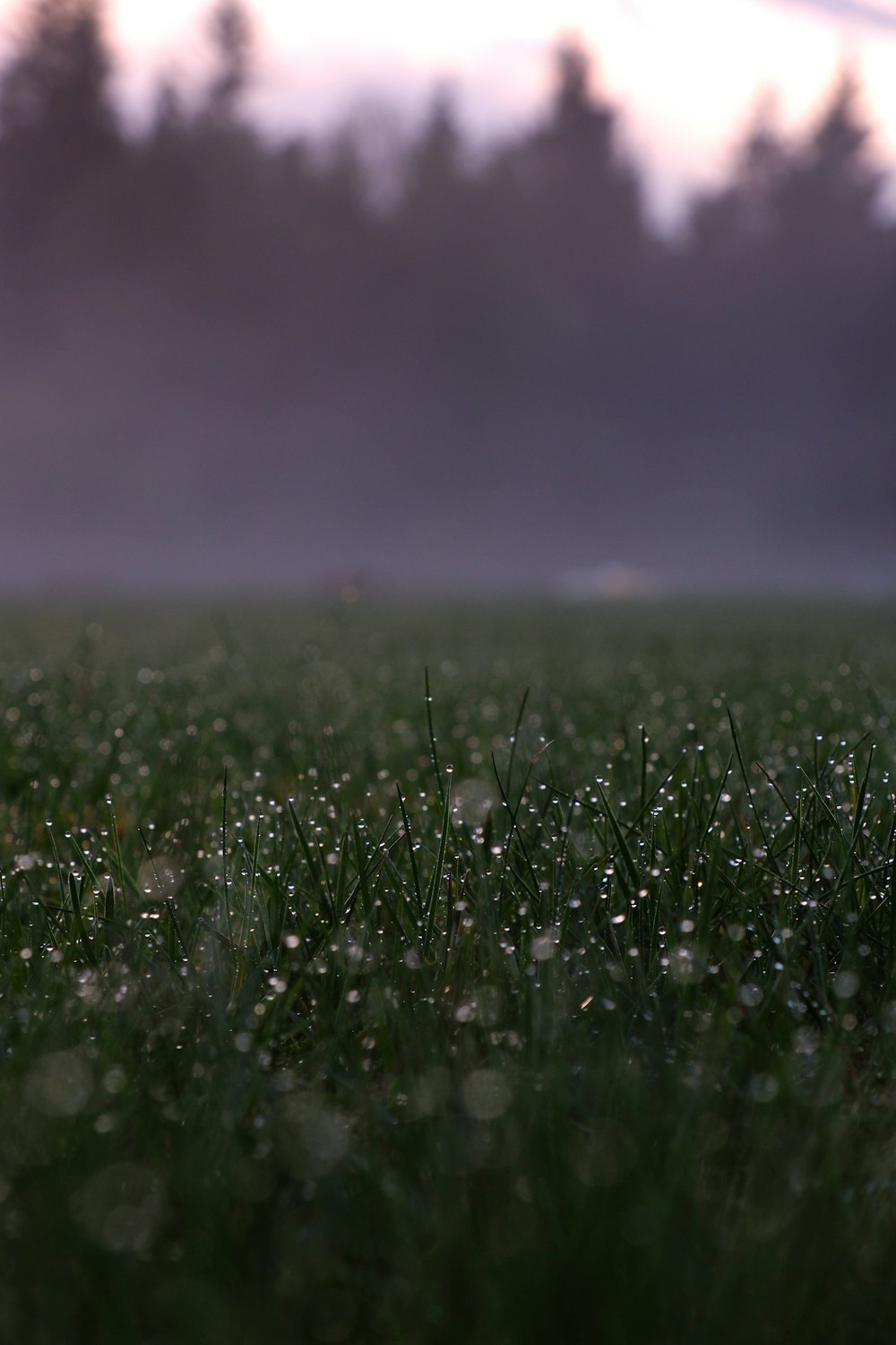 a field of grass with water droplets on it