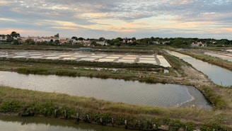 a large body of water next to a lush green field