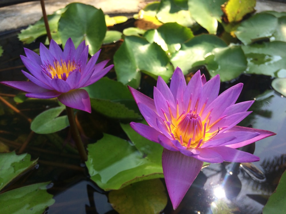 two purple water lilies in a pond of water