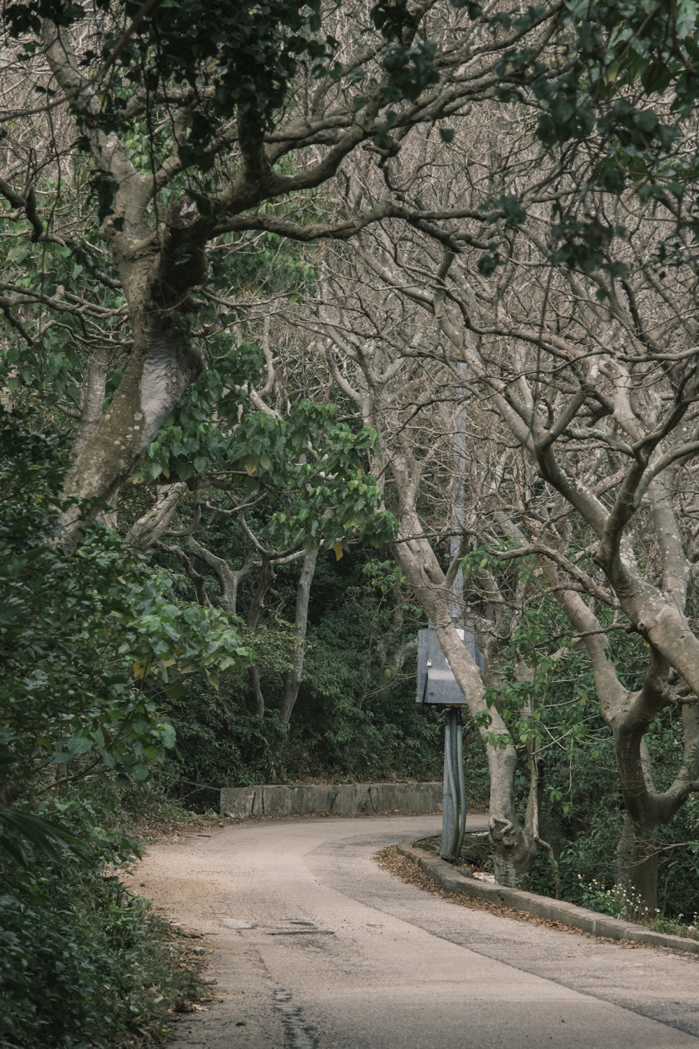 a street with trees and a sign on the side of the road