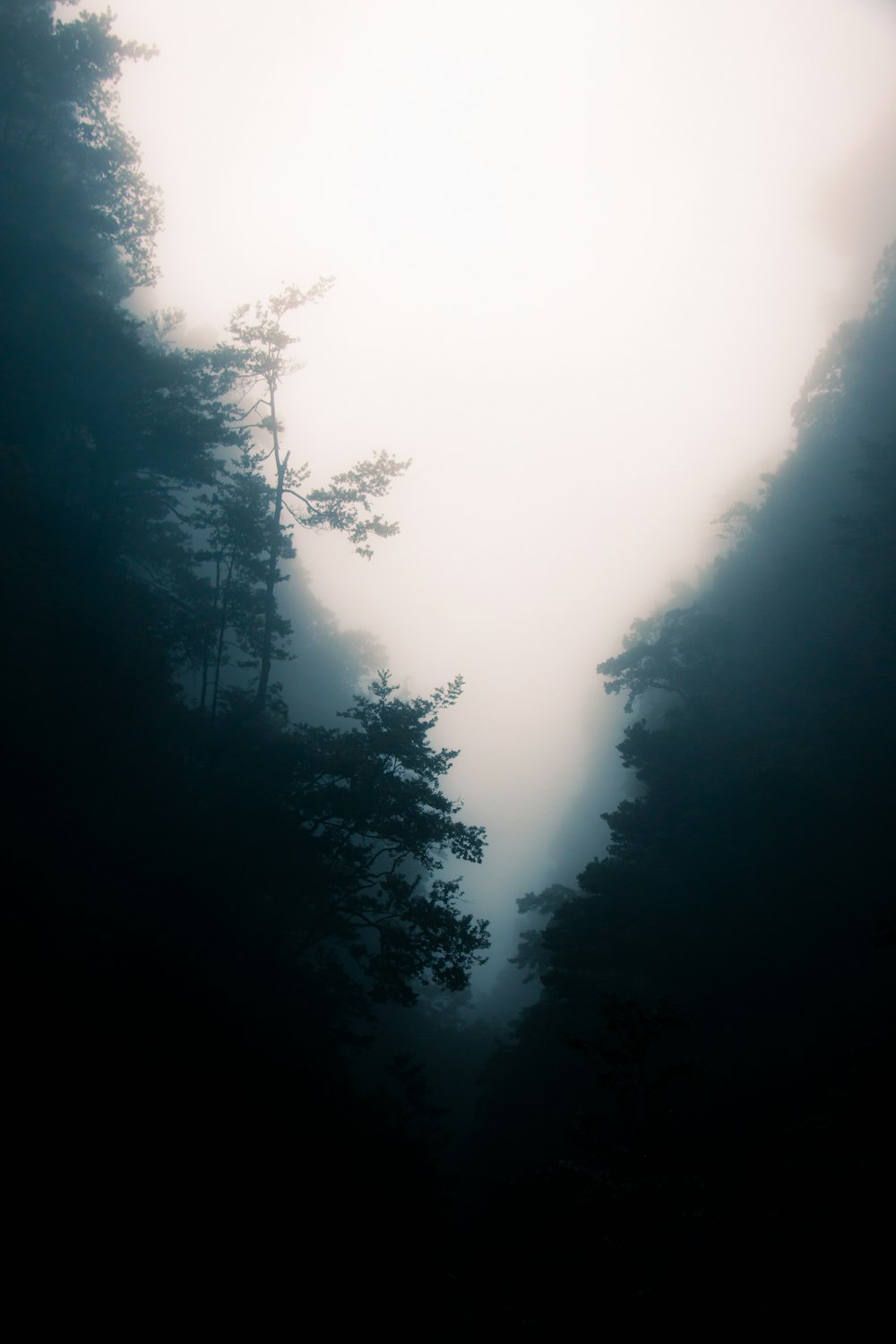 a foggy forest filled with lots of trees