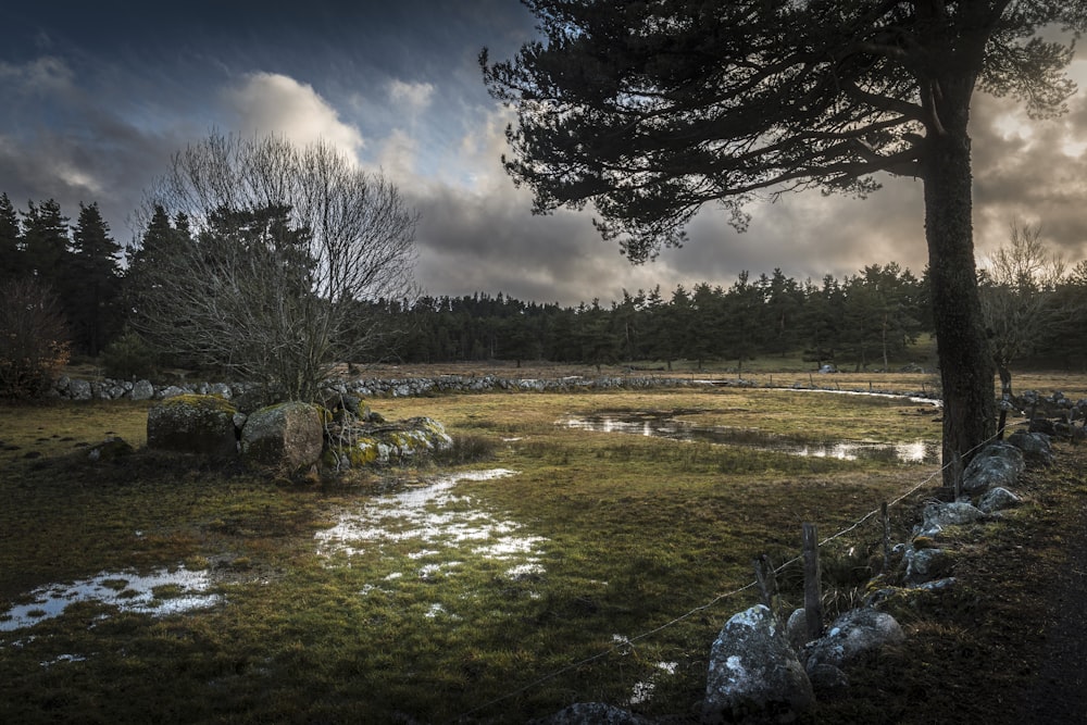 um campo gramado com uma árvore e algumas pedras