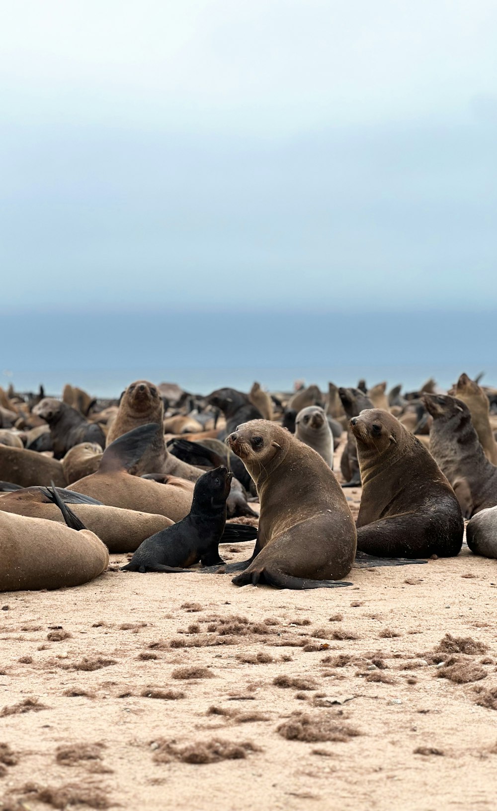 a large group of sea lions on a beach