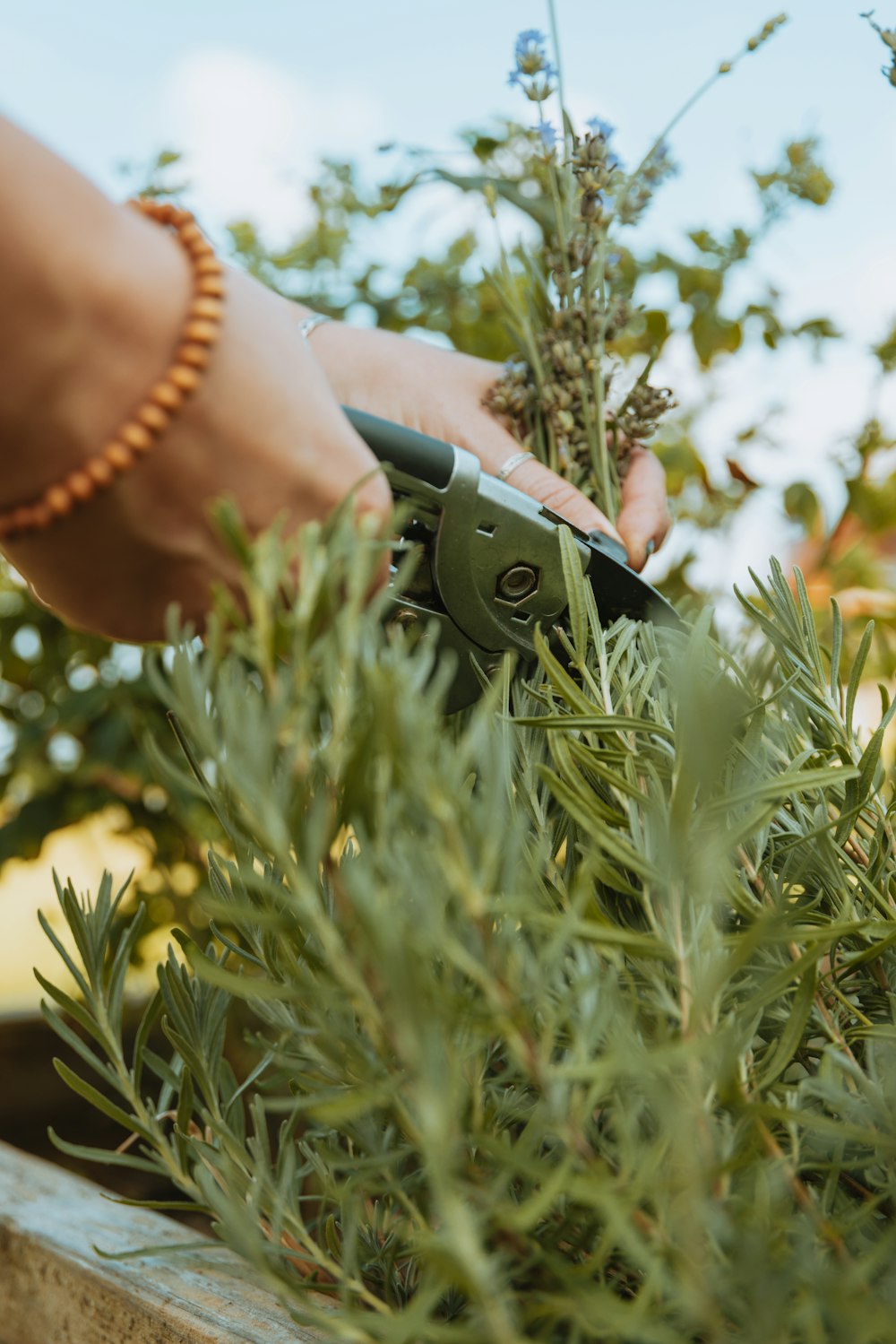 a person cutting a plant with a pair of scissors