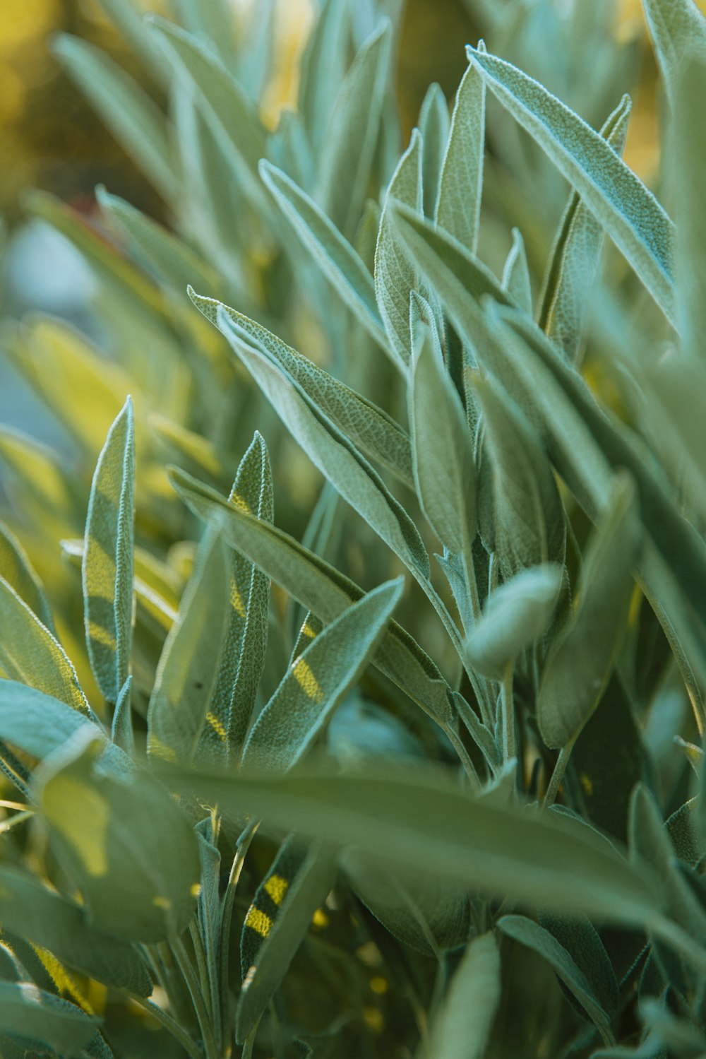 a close up of a bush with green leaves