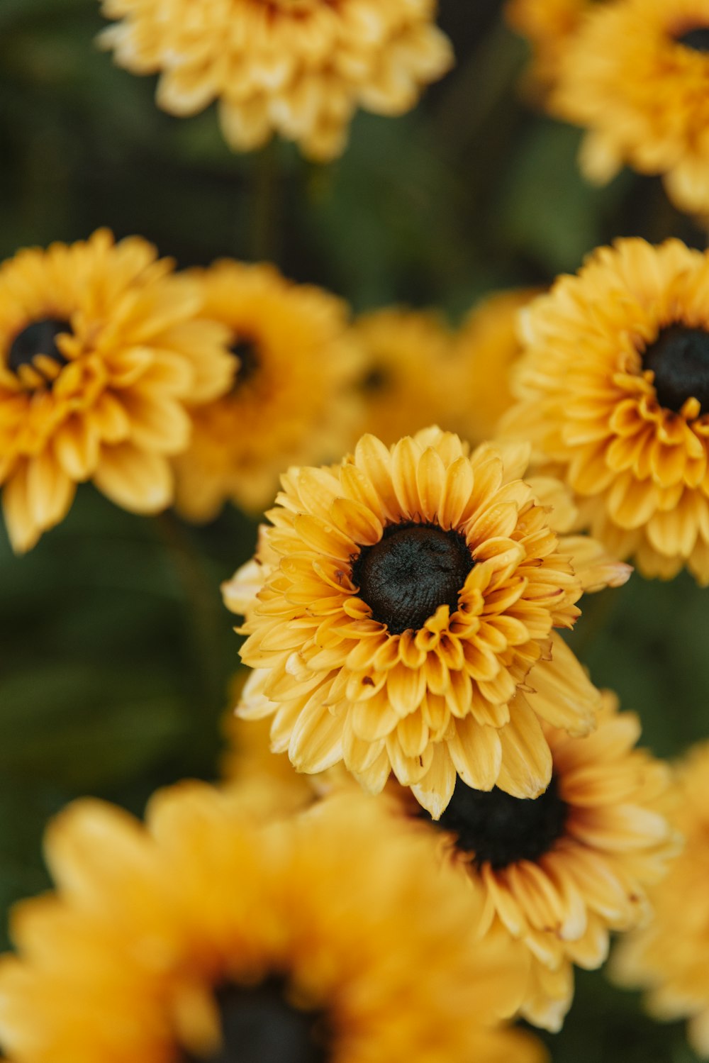 a bunch of yellow flowers that are blooming