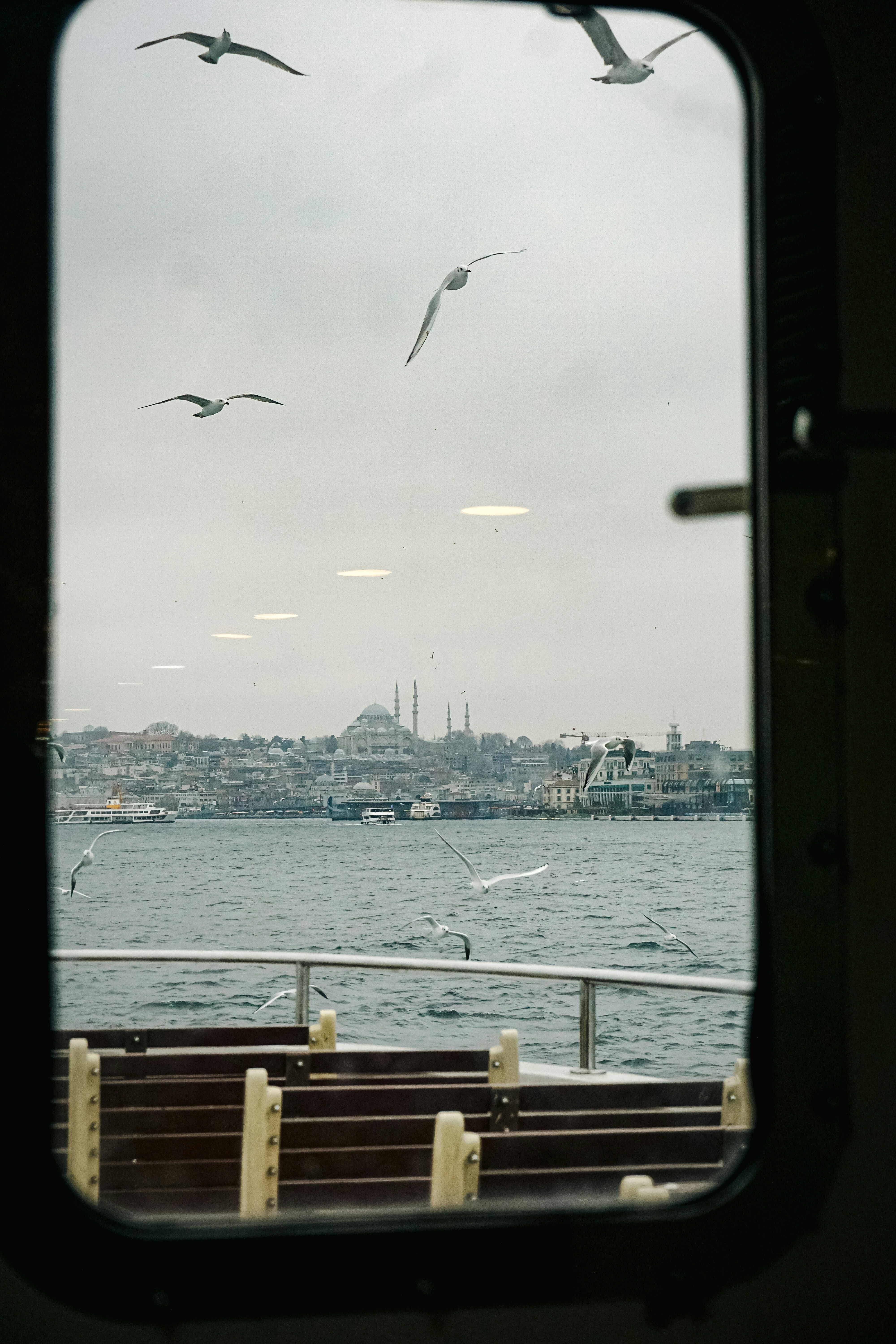 seagulls flying over a body of water with a city in the background