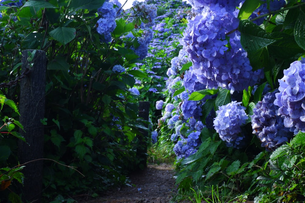 a path lined with purple flowers in a forest
