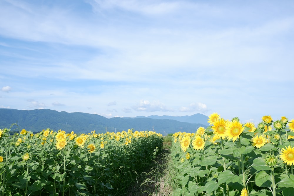 a field of sunflowers with mountains in the background