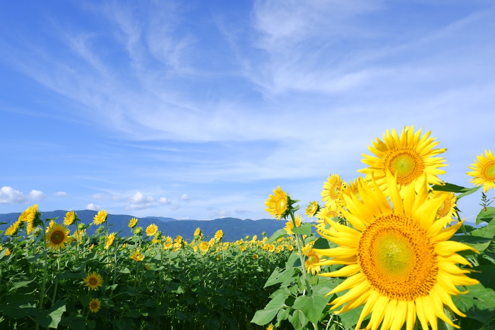 a field of sunflowers with a blue sky in the background