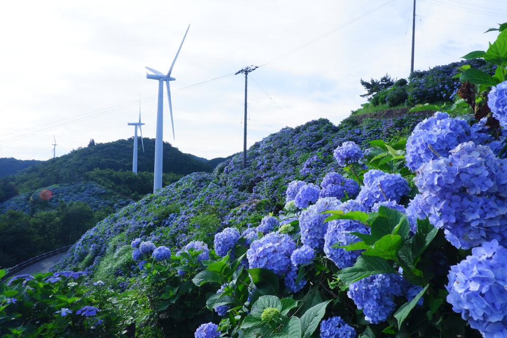 a field of blue flowers next to a wind turbine