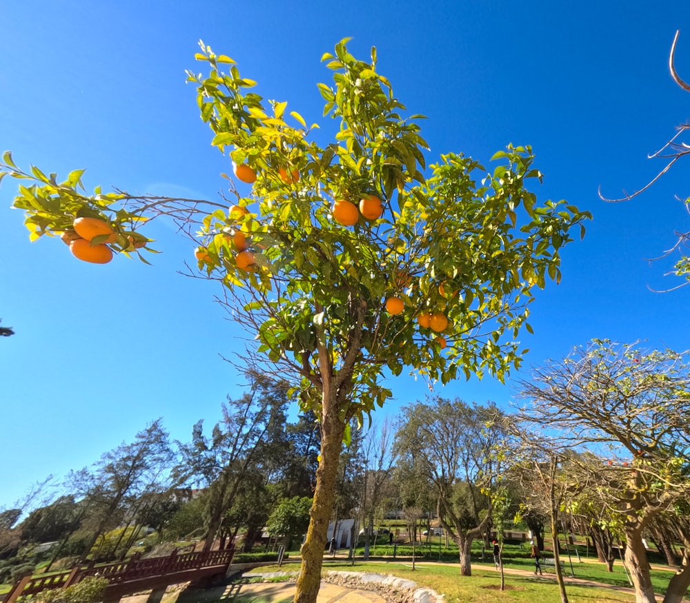 a tree with oranges growing on it in a park