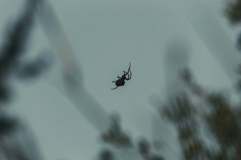 a spider hanging from a wire in the air
