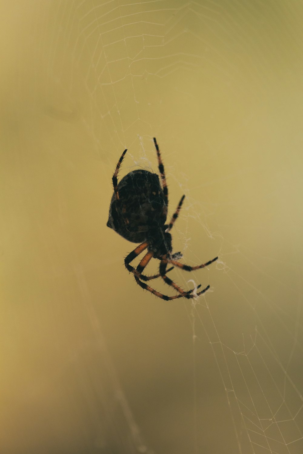 a large spider sitting on top of a web