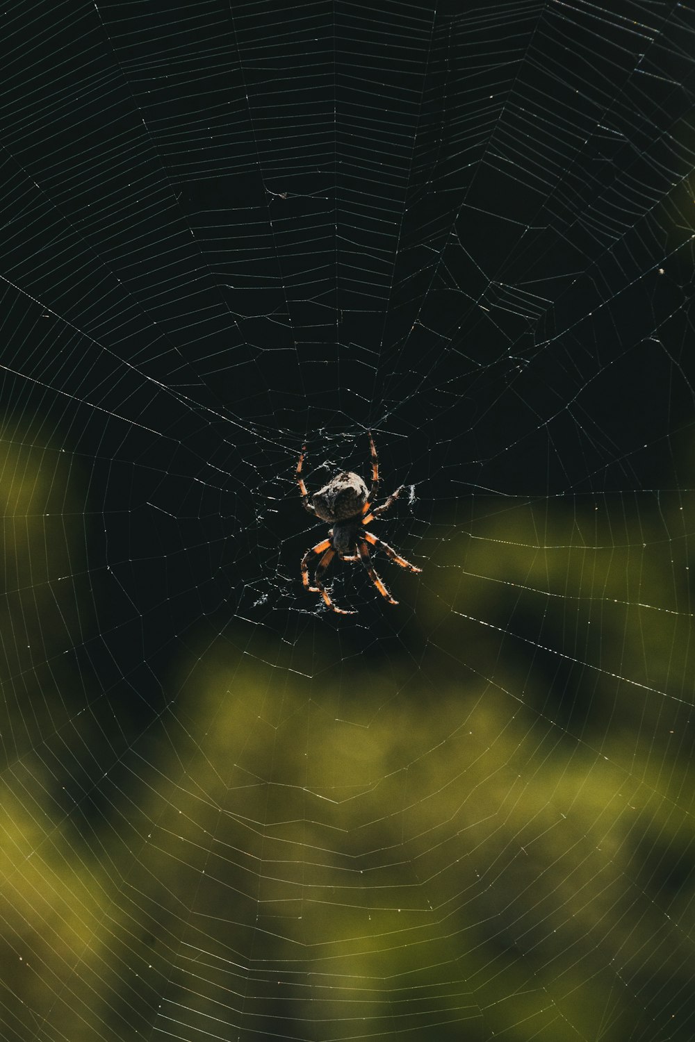 a spider is sitting in the center of a web