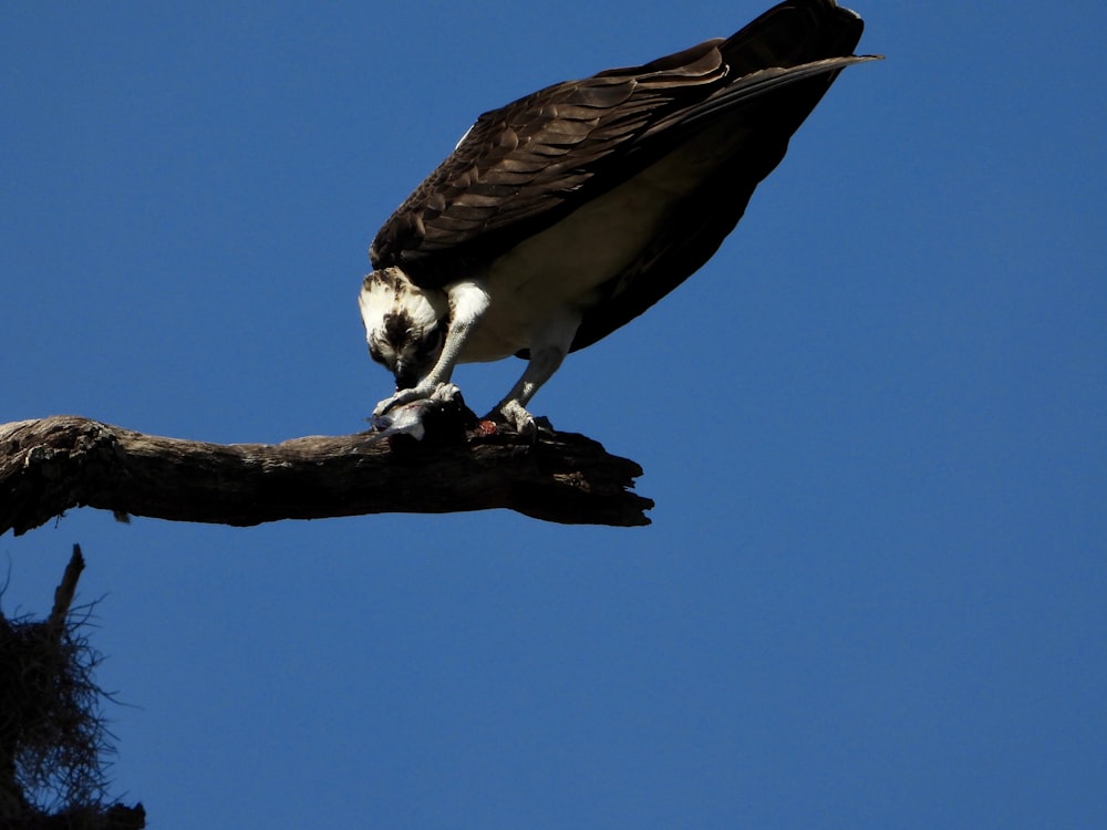 a large bird perched on top of a tree branch