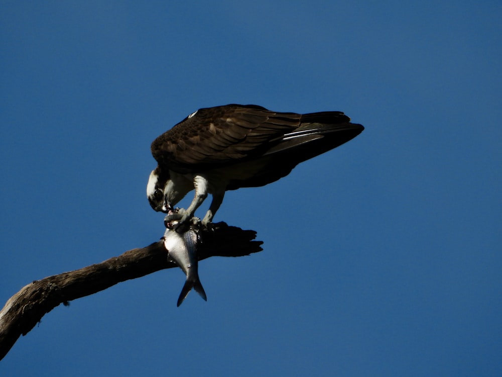 a large bird perched on top of a tree branch