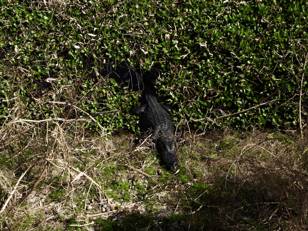 a black alligator is hiding in the bushes