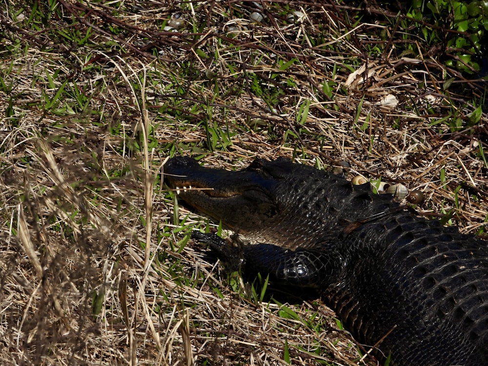 a large alligator laying on top of a grass covered field