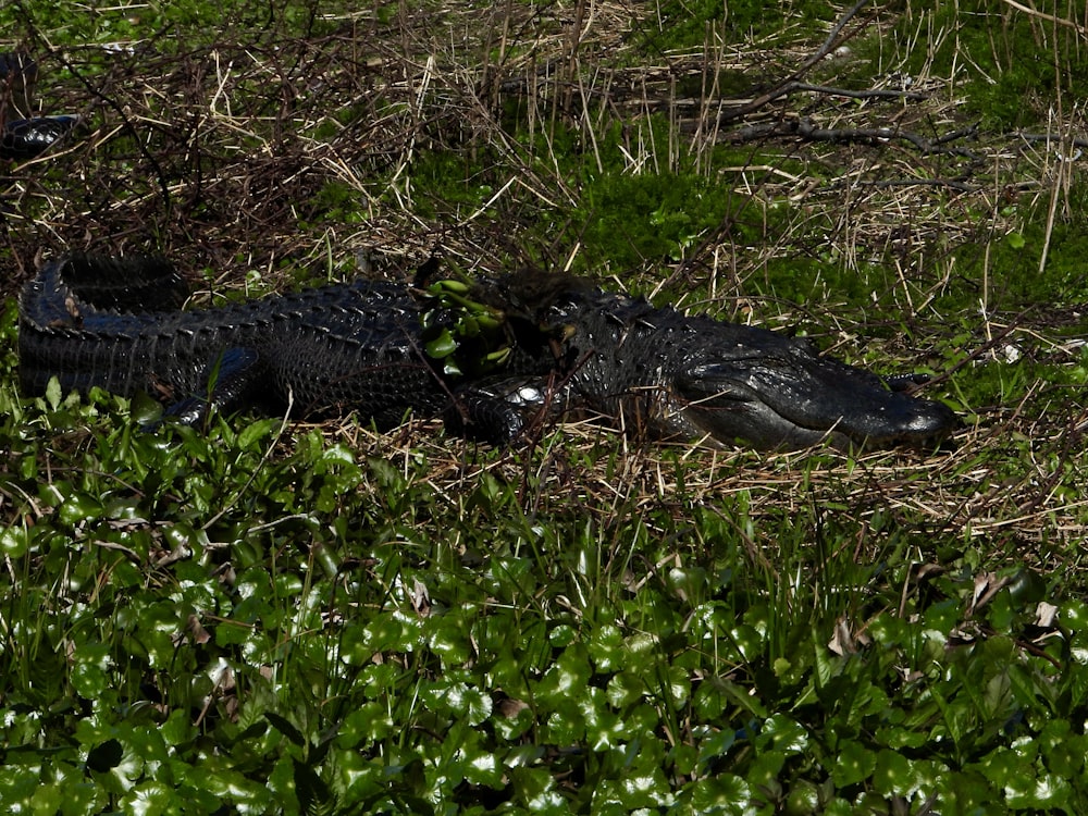 two alligators are laying in the grass together