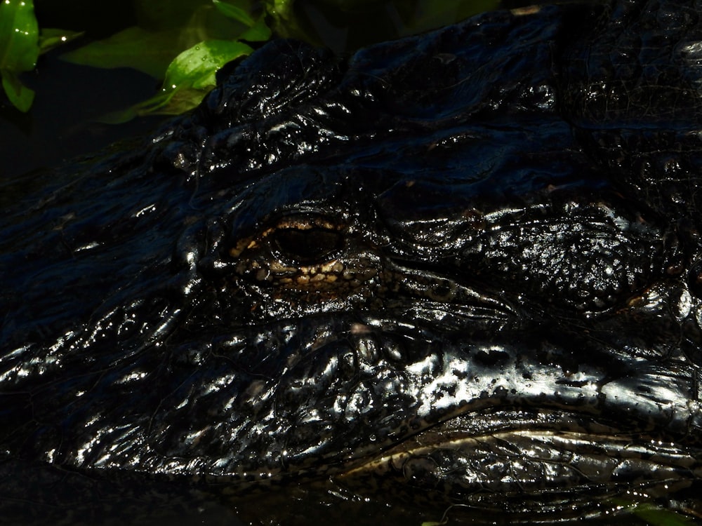 a close up of an alligator's head in the water