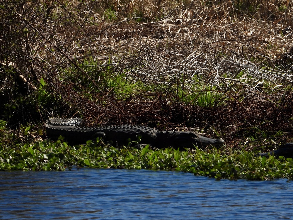 a large alligator laying on top of a lush green field