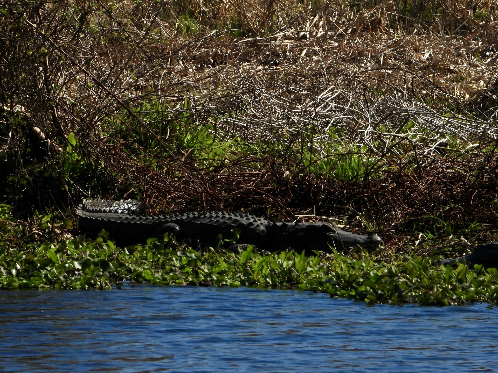 a large alligator laying on top of a lush green field