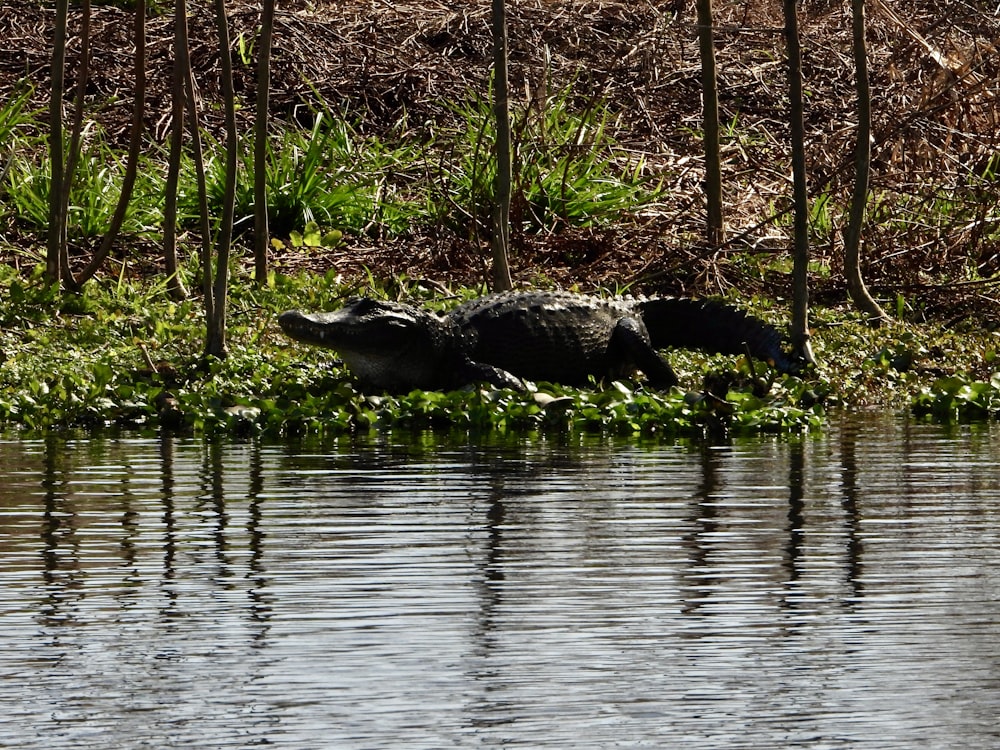 an alligator is laying in the water