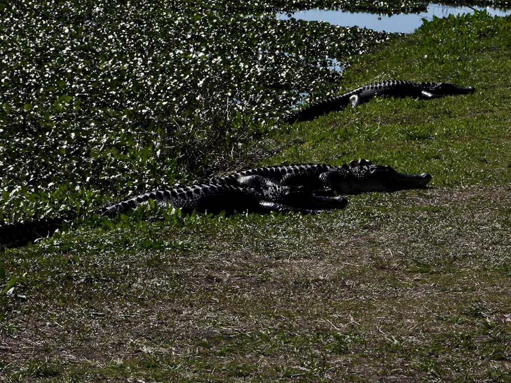 a couple of alligators are laying in the grass
